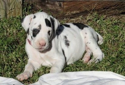 Outstanding Merle,Harlequin, Black, Brown Great Dane puppies for sale