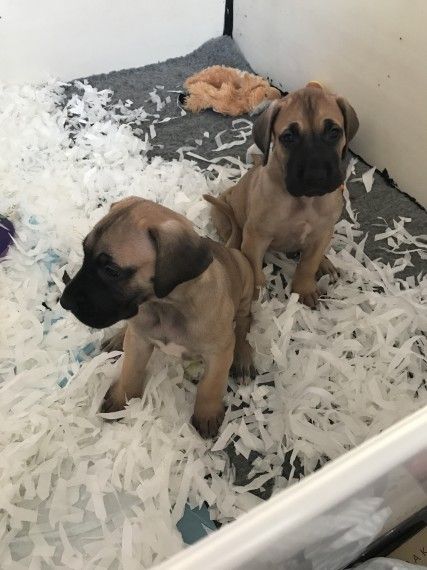 Great Dane puppies