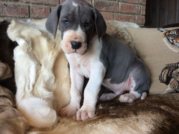 K.c. Reg Blue Great Dane Puppies. Ready To Go..