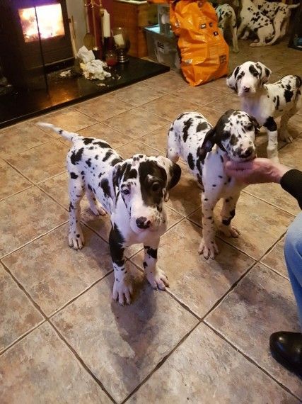 Great. Dane Harlequin Puppies