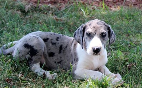 Full Euro Great Dane puppies available