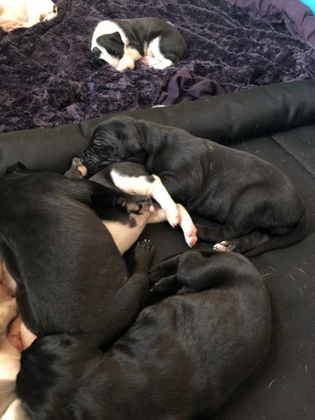 Great Dane pups