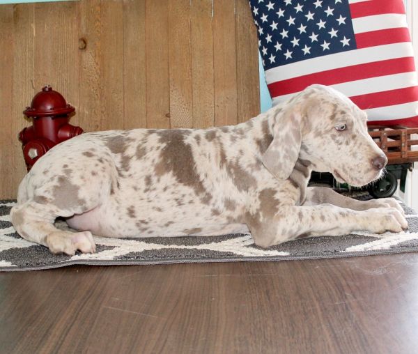 akc registered Lilac Merle Male great dane puppy for sale $800 Orange