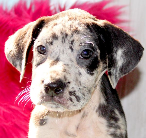 AKC Merle Female Great Dane $800 Purple Glitter