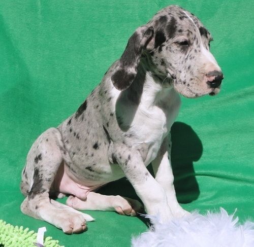 Beautiful Great Dane puppies.