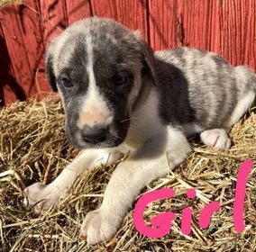 Wonderful Family pets Great Pyredane