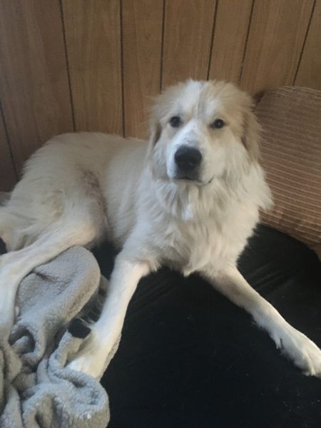 Grand Pyrenees girl needs loving home