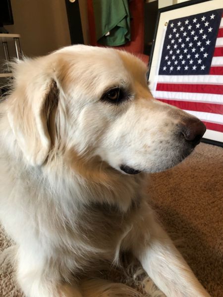 5 year old Great Pyrenees