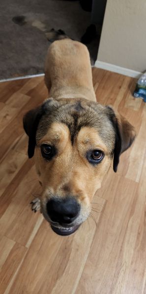 Rottweilers/Great Pyrenees