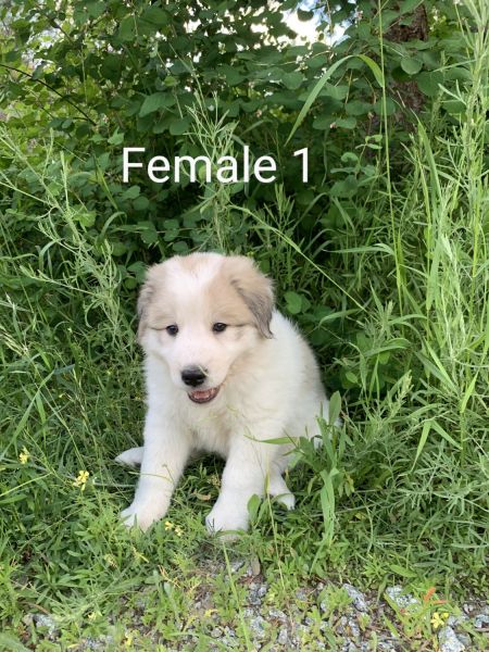 Great Pyrenes / Maremma Puppies