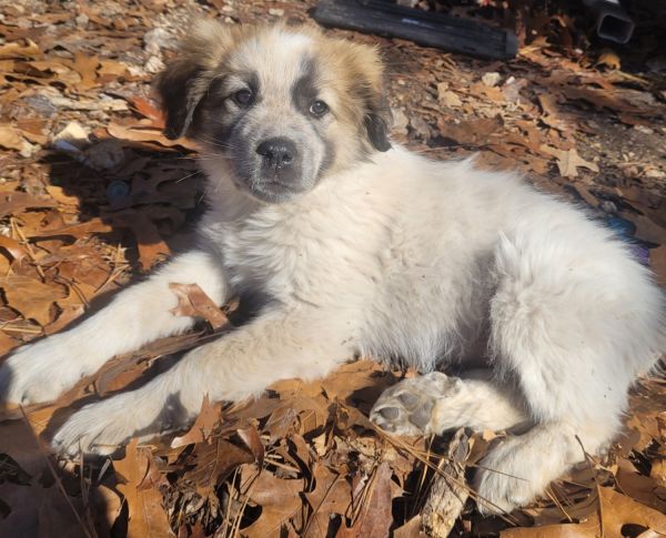 Anatolian/Pyrenees male puppy
