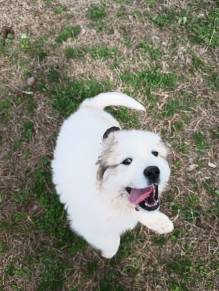 Great Pyrenees Puppy