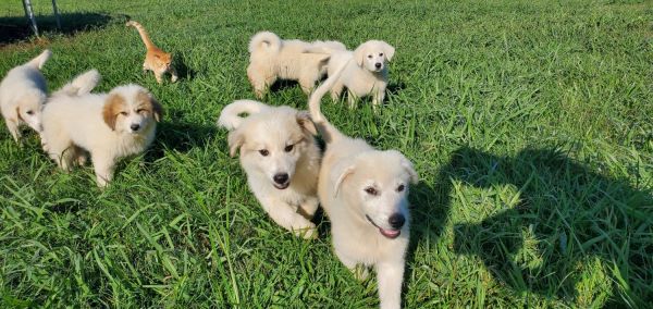 livestock guardian pups