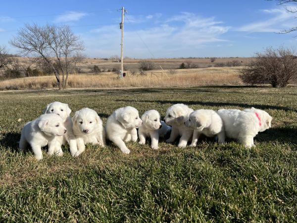 Livestock Guardian Dog puppies