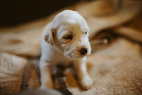 Anatolian Pyrenees puppies