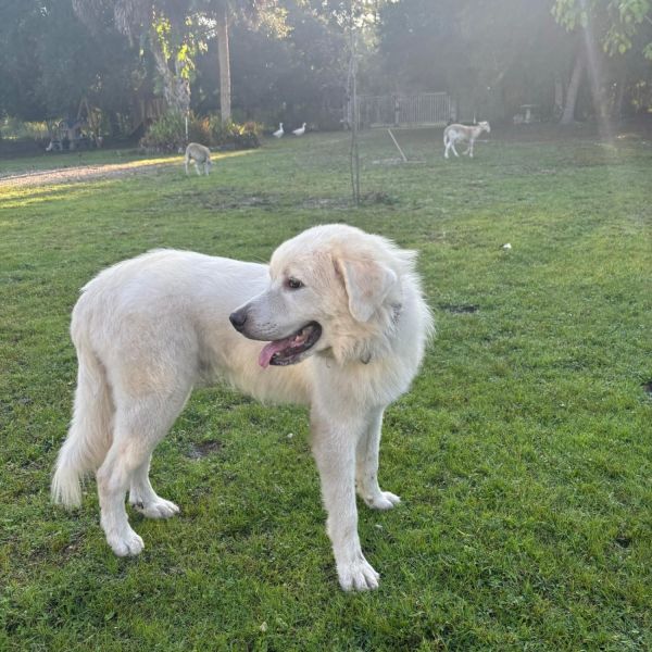 AKC Great pyrenees