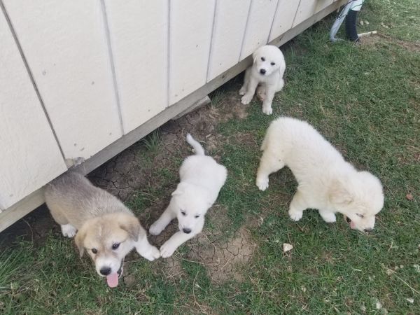 Cachorros en Venta! / Puppies for Sale!