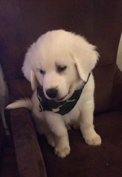 Colorado Mountain Dog