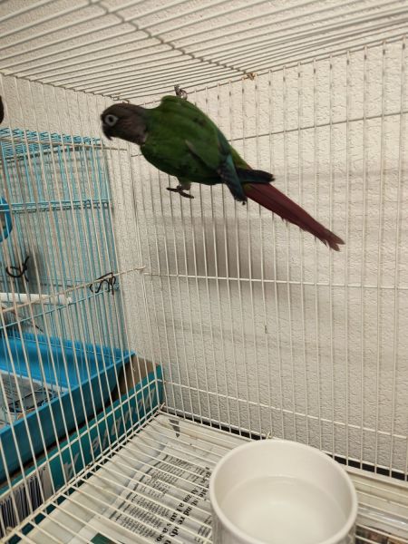 Handfed green cheek conure