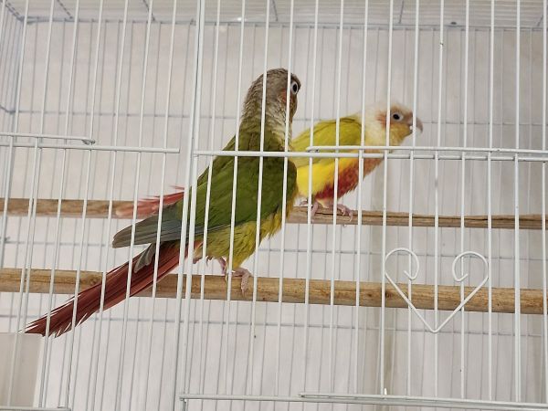 3 pairs of green cheek for sale