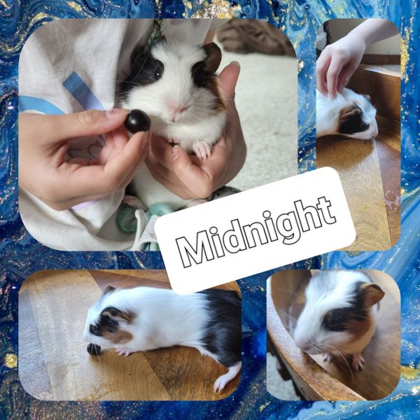 GUINEA PIG : Meet Strawberry, Midnight, & Pan-Cake