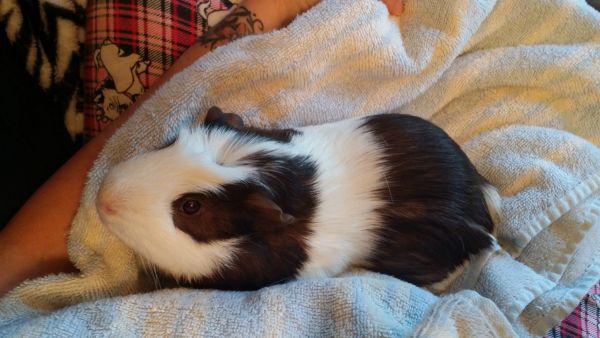 Guinea Pig and huge cc cage