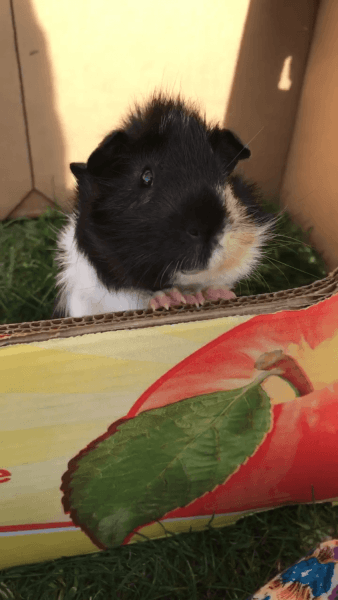 Cutest Guinea Pig