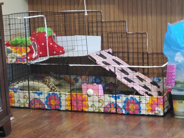 Cage and 3 guinea pigs