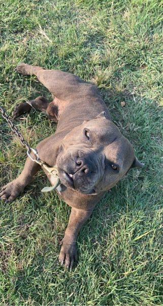 AMERICAN BULLY FOR SALE