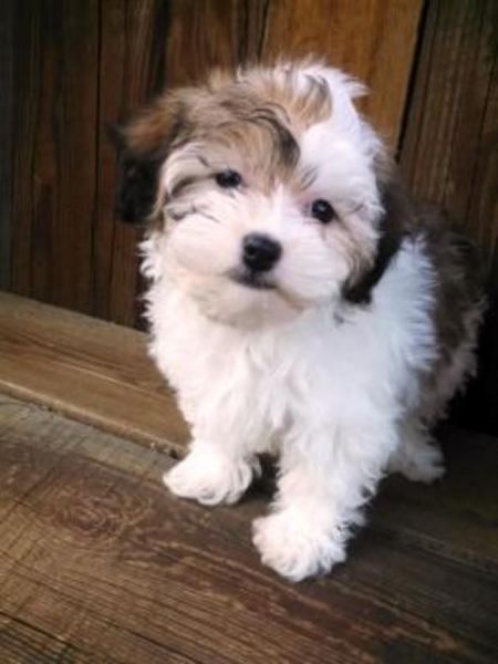 Amiable Havanese Puppies