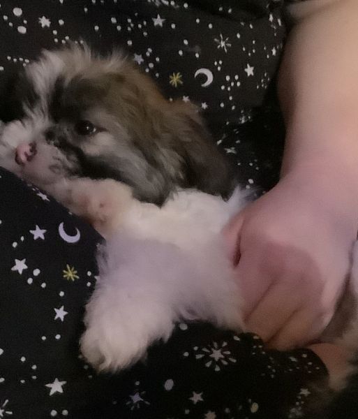 10 week old havanese puppies 2 boys 2 girls