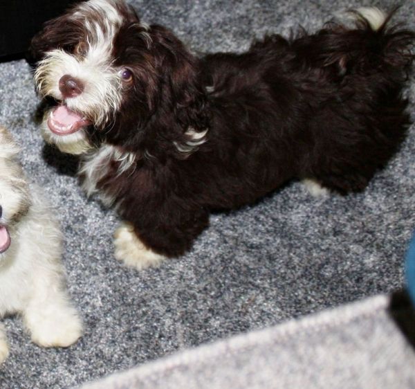Gorgeous chocolate Female Havanaese Pup