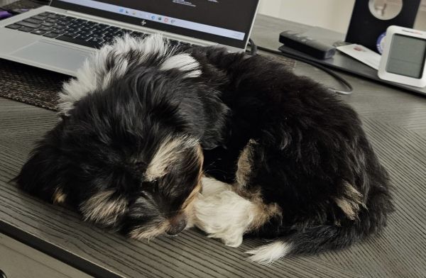 want a new puppy well met Tucker