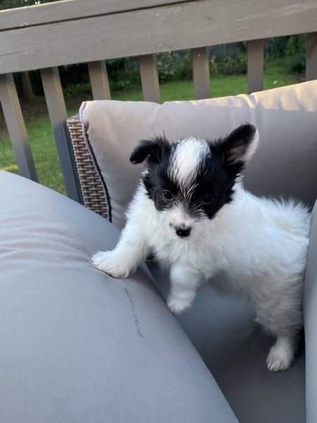 Meet JR! The fun loving Havapom!