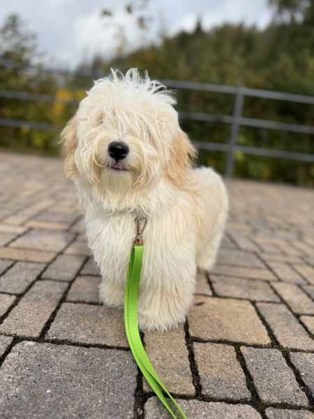 Havanese puppies FCI