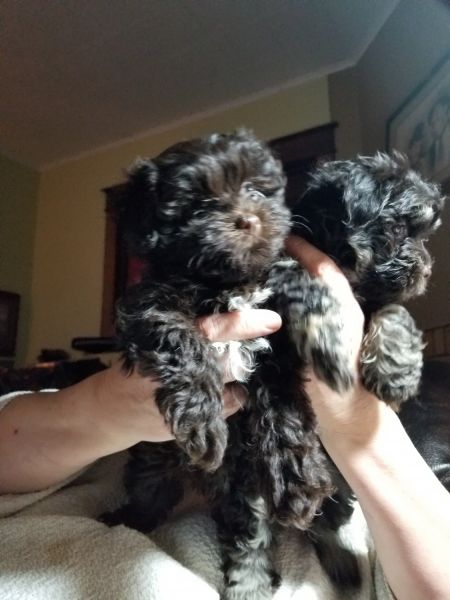 Havanese chocolates one micro