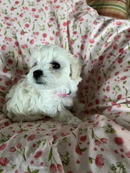 Sally 7 week old Havapoo