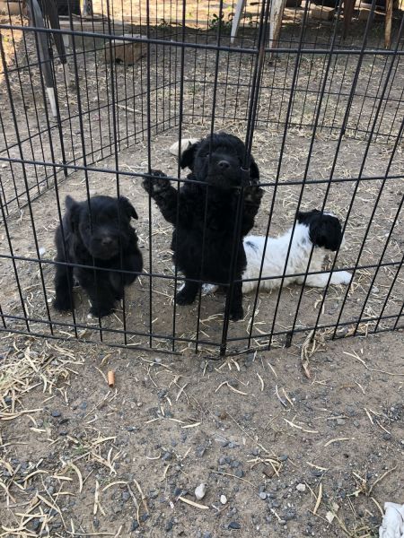 Puppies For Sale