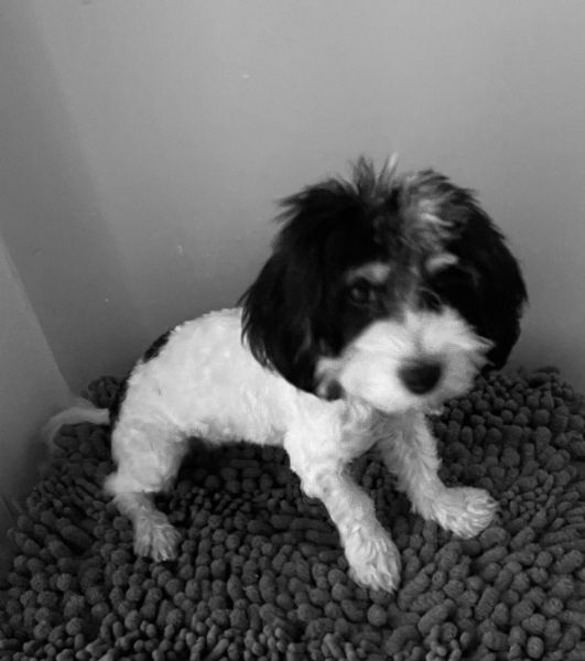 Mix breed Poodle/Havanese puppy