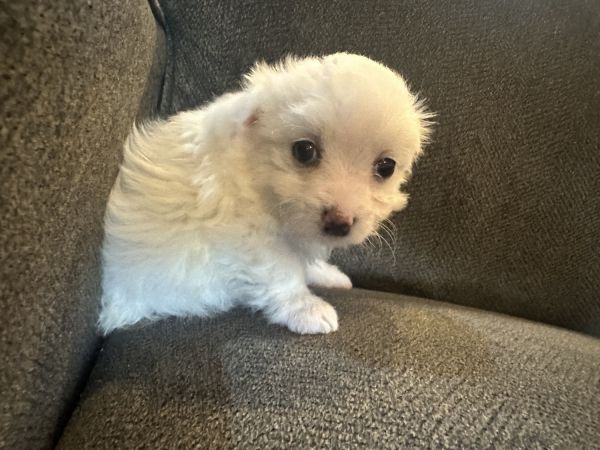 high lakes havanese — Havanese/Bichon/Shihtzu boys