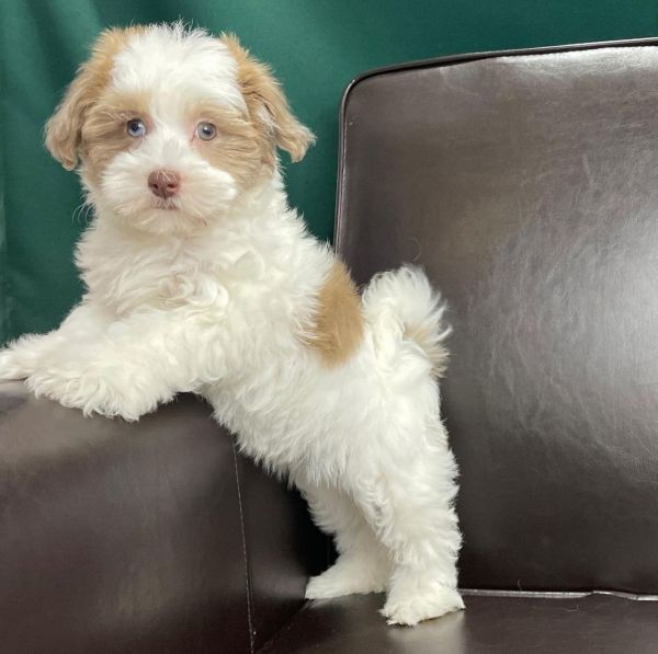 Havapoo Puppies Ready