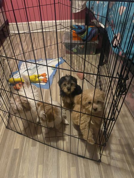 Puppies for sale