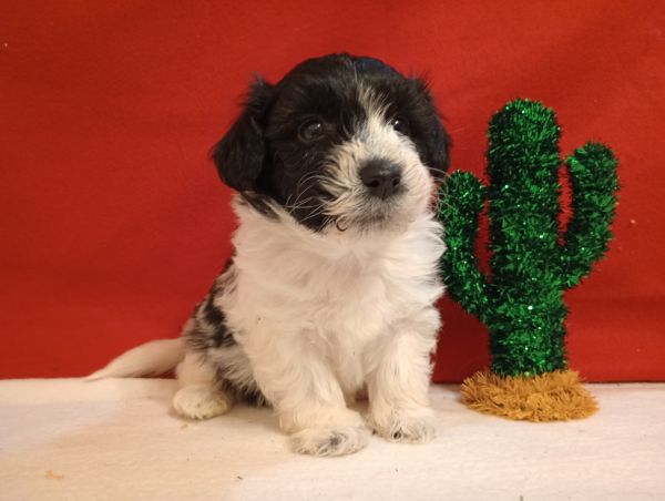 Havapoo Male Waylon Havanese Toy poodle