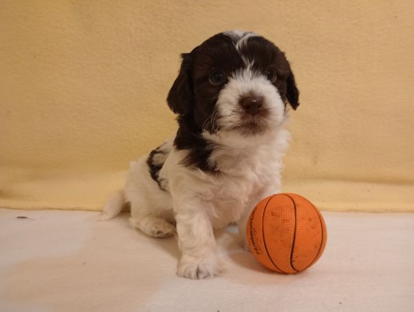 Havapoo Male George Havanese Toy Poodle