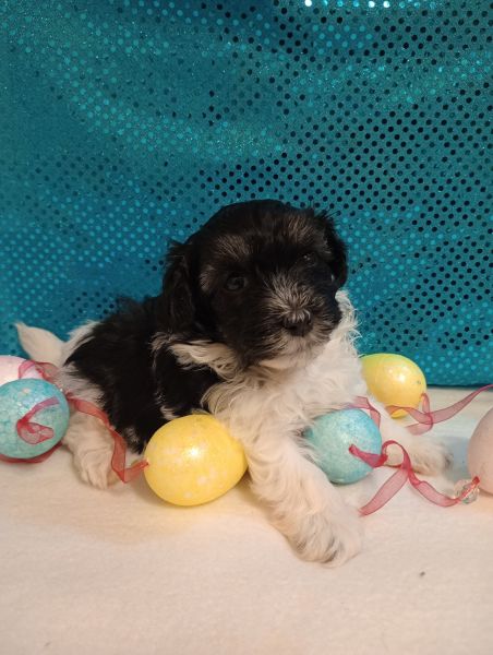 Havapoo Female Faith Havanese Toy Poodle