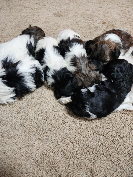 Havapoo puppies