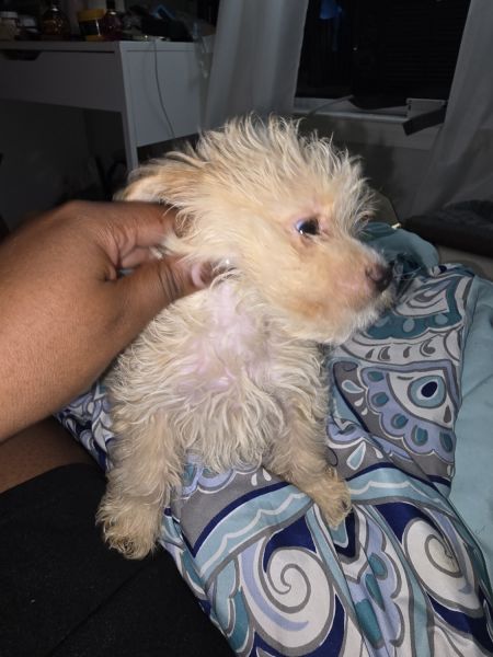 Havapoo in need of loving homes