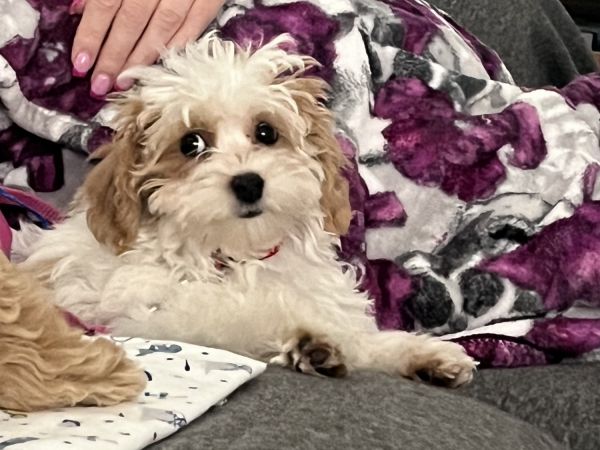 15 week old female Havapoo