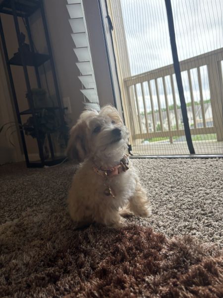 Loving and energetic puppy for sell!