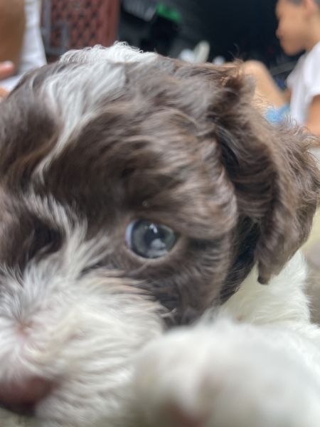 Perfect pet to take anywhere